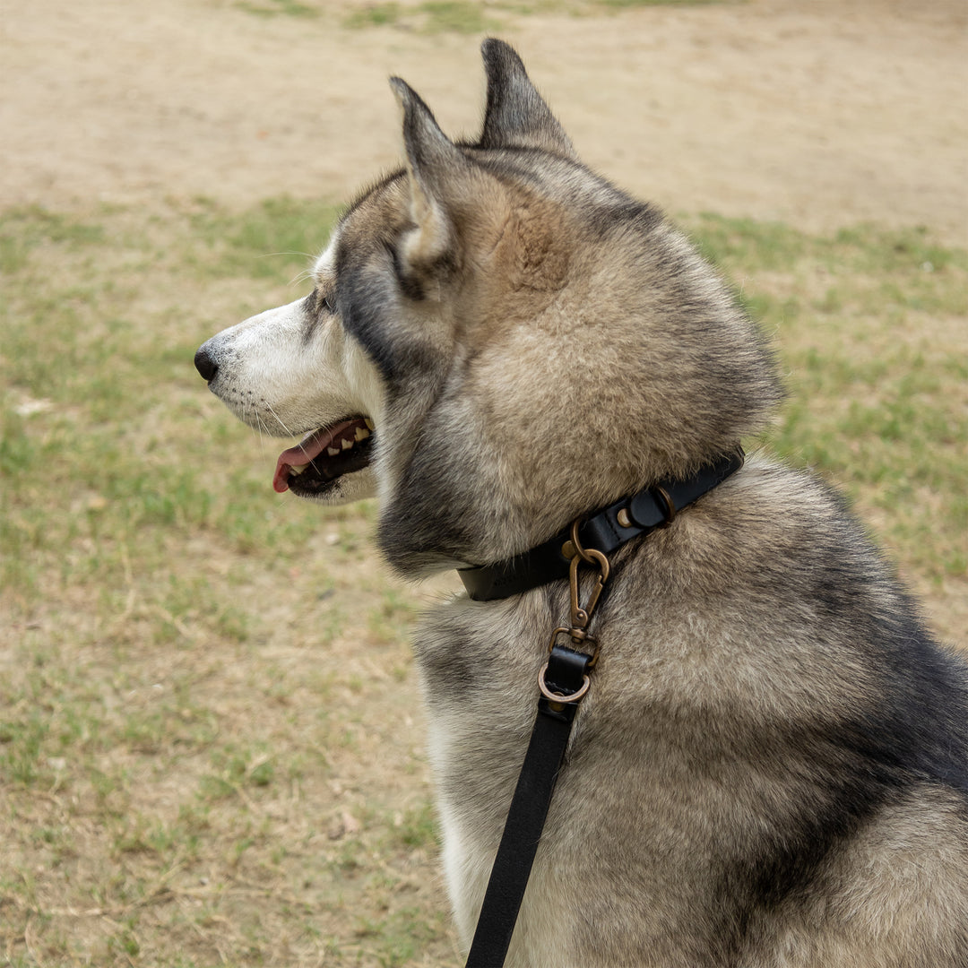 Pet Leash