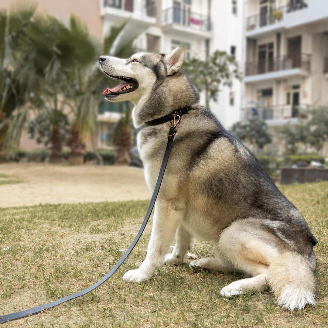 Pet Leash