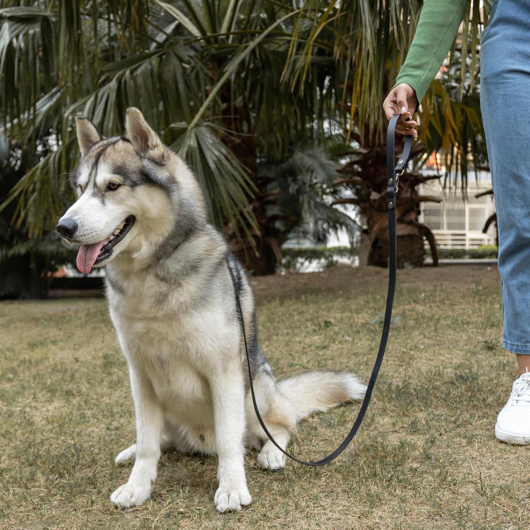 Pet Leash
