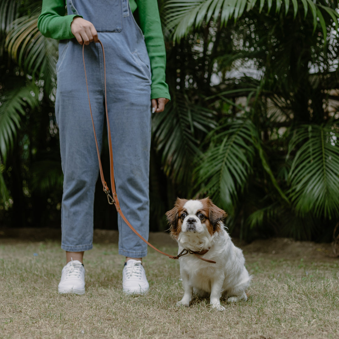 Pet Leash