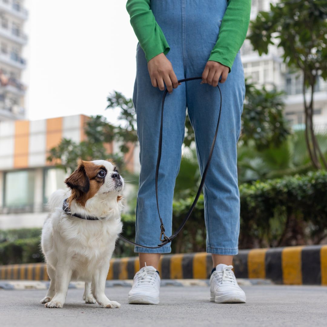 Pet Leash