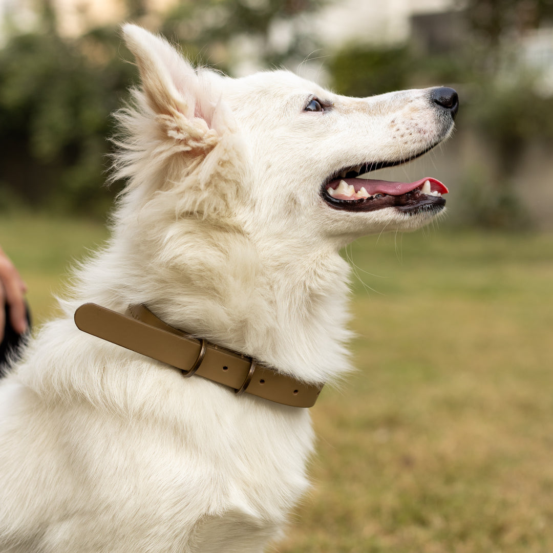 Pet Collar