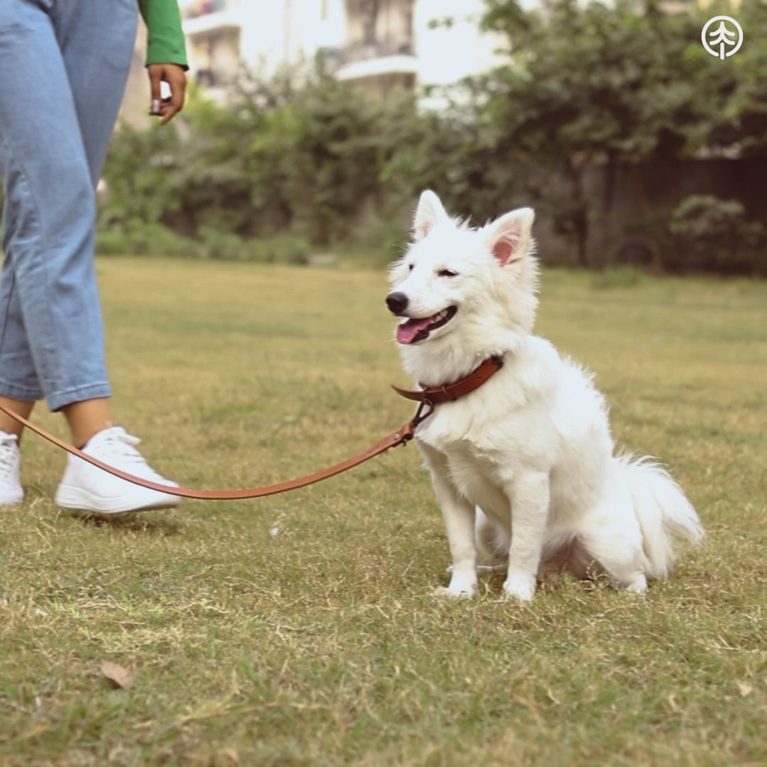 Pet Collar