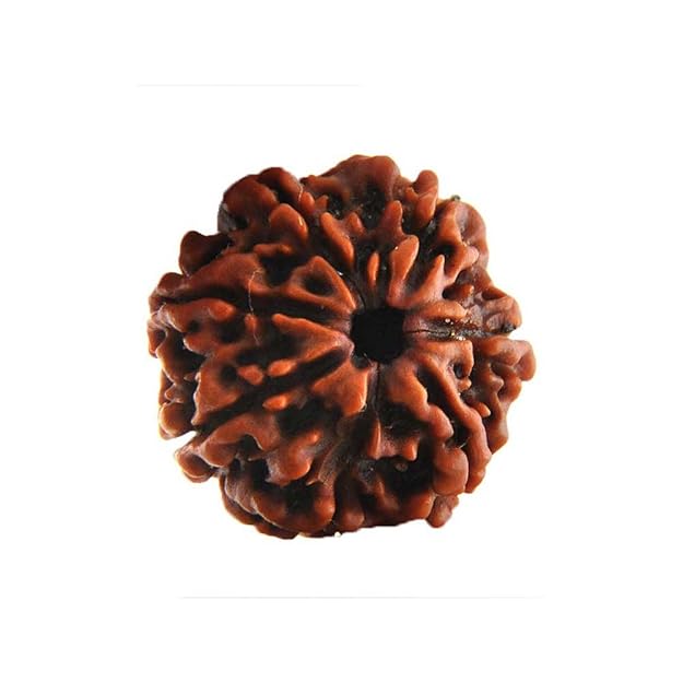 Saatmukhi Rudraksh