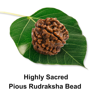 Saatmukhi Rudraksh