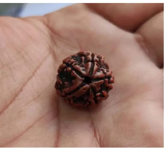 Single Panchmukhi Rudraksh