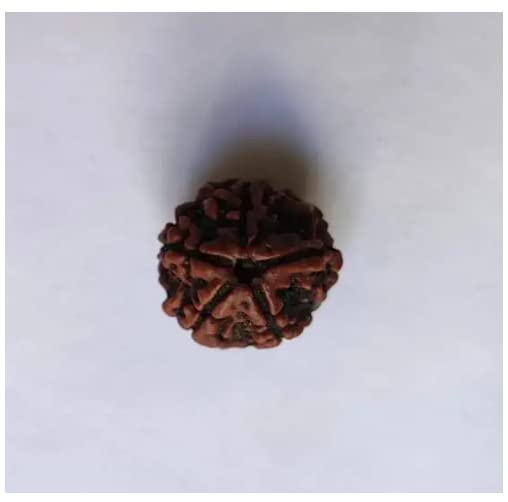Single Panchmukhi Rudraksh
