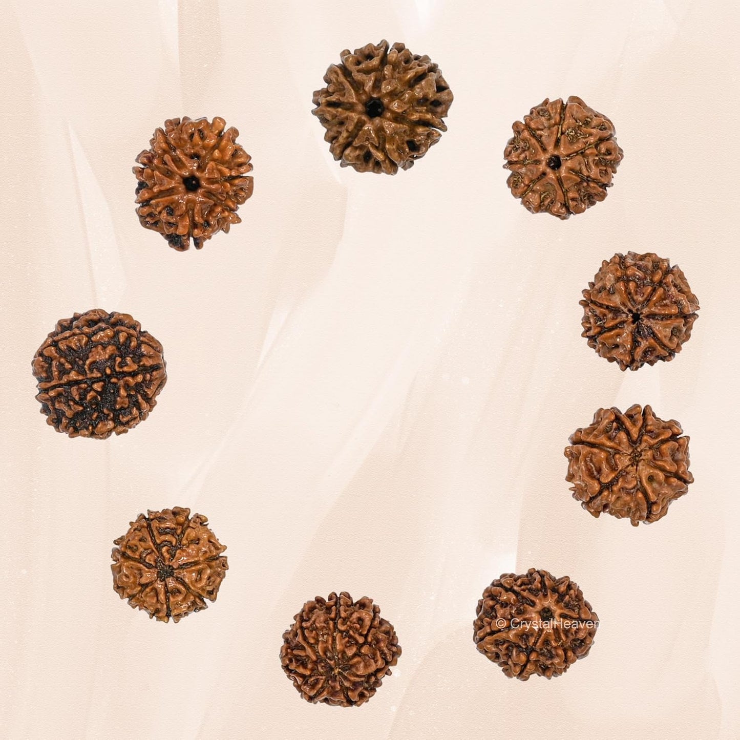Saatmukhi Rudraksh
