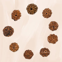 Saatmukhi Rudraksh