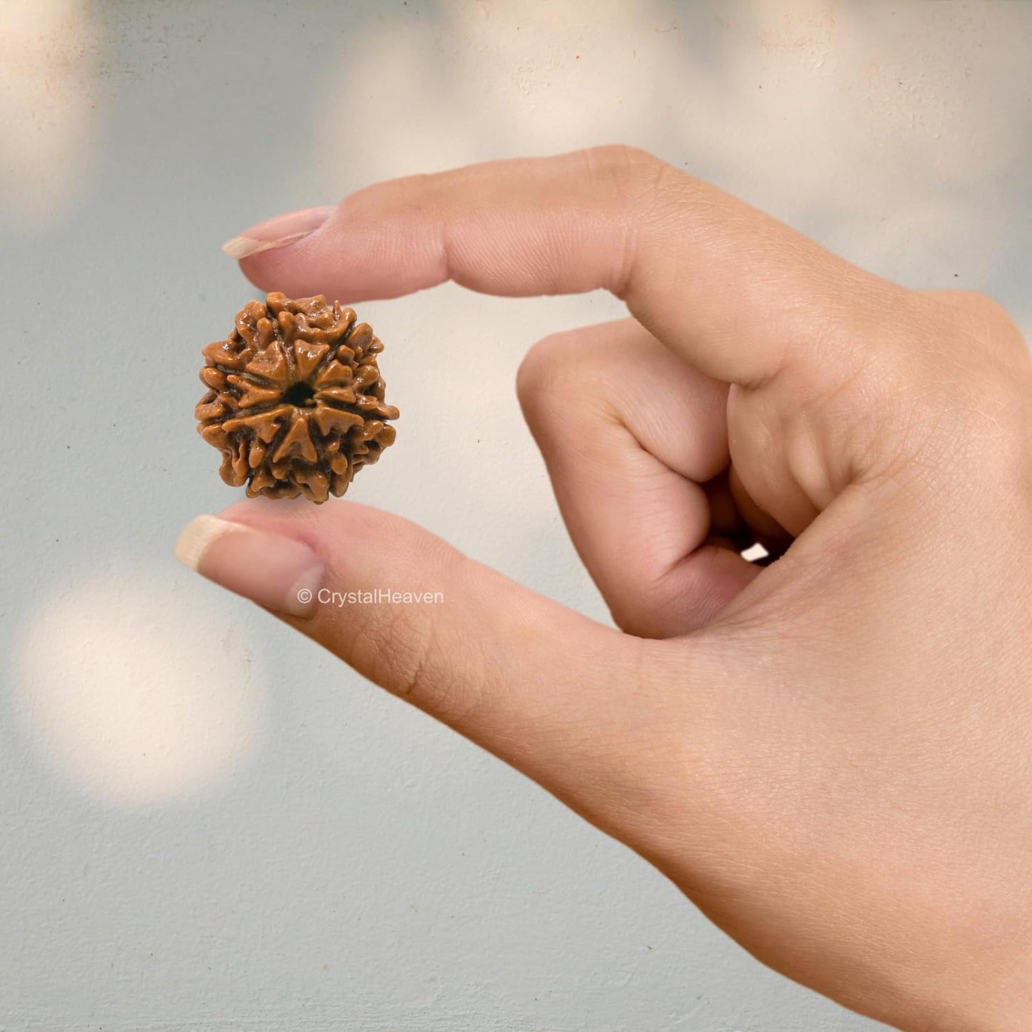 Saatmukhi Rudraksh