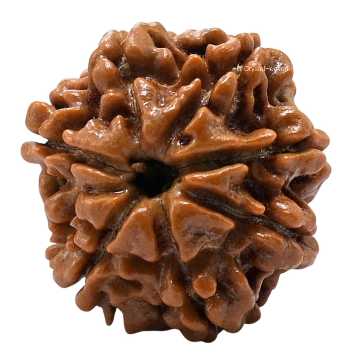 Saatmukhi Rudraksh