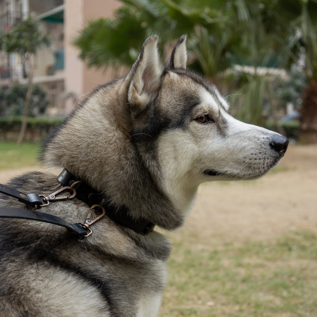 Pet Leash