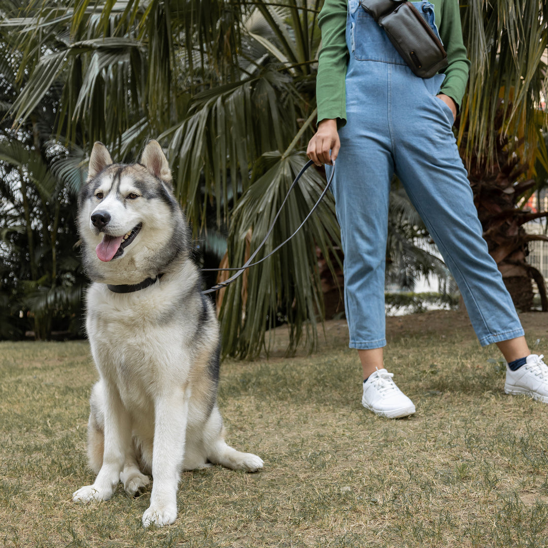 Pet Leash