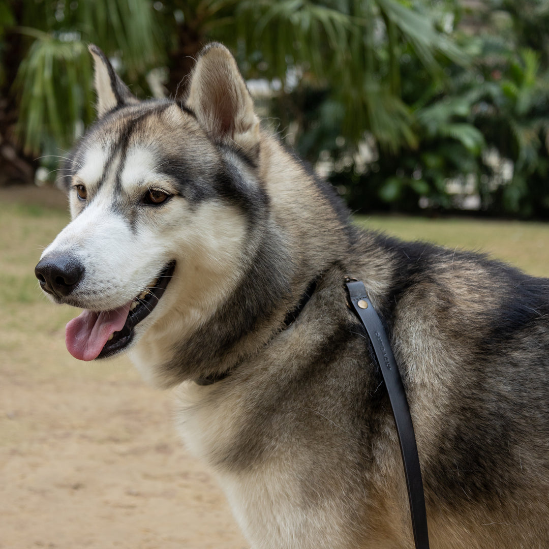 Pet Leash