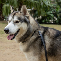 Pet Leash