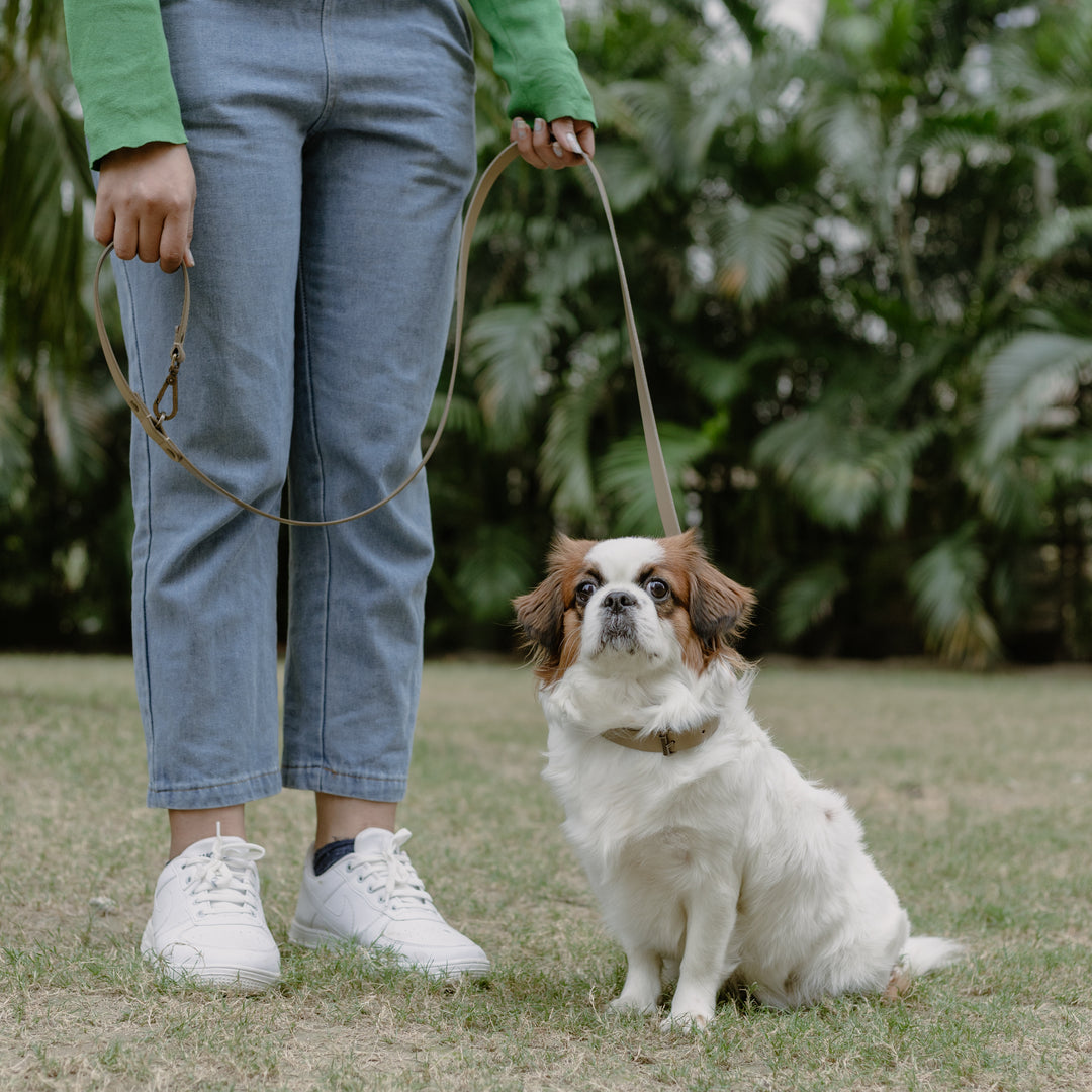 Pet Leash